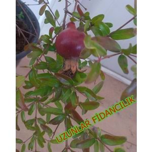Sus Nari Cuce Bodur Minyatur Nar Punica Granatum Nana