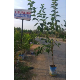 AVUSTRALYA KARA DUT TENEKELİ 5 YAŞ