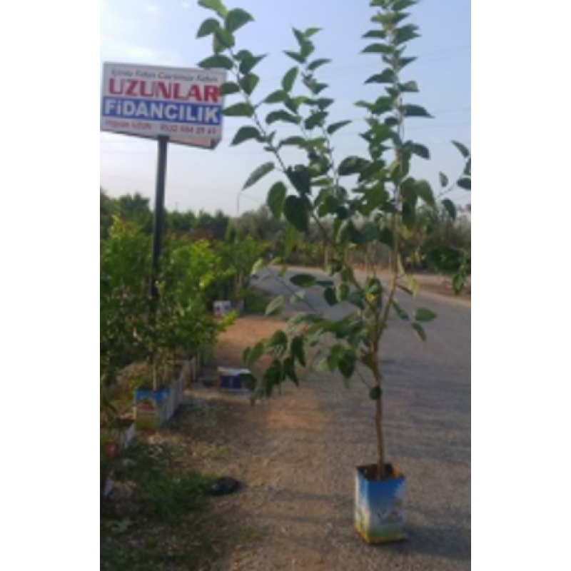 AVUSTRALYA KARA DUT TENEKELİ 5 YAŞ