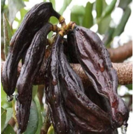 AŞILI  HARNUP FİDANI  2 YAŞ TÜPLÜ