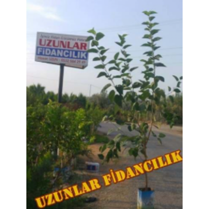 BEYAZ DUT AĞACI SAKSILI  10  Yaş