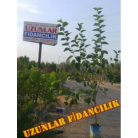 BEYAZ DUT AĞACI SAKSILI 130 cm ÜSTÜ 5-6 Yaş