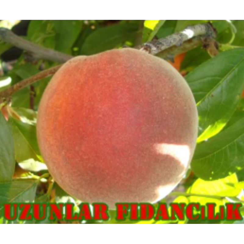 ŞEFTALİ Cresthaven FİDANI TÜPLÜ 3 Yaş