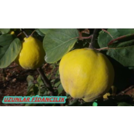 Eşme Ayva Fidanı  5.6 YAŞ SASKSILI  (Yarı Bodur) 150 CM