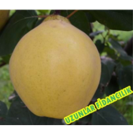 Eşme Ayva Fidanı  3 YAŞ TÜPLÜ (Yarı Bodur) 150 CM