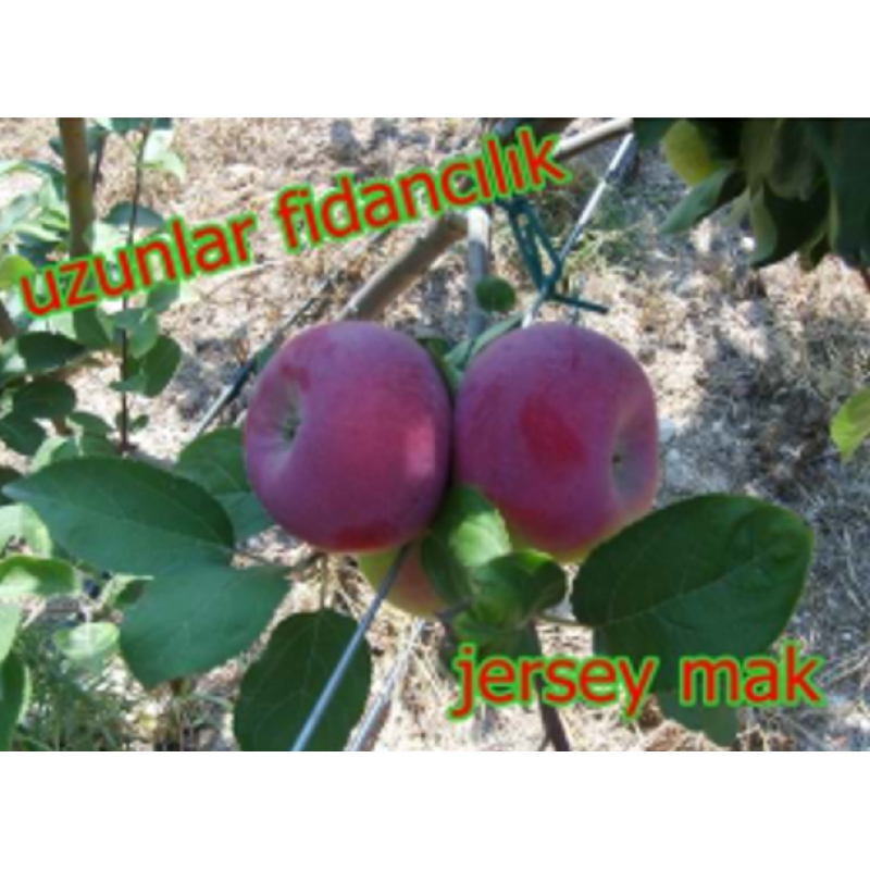 JERSEY MAK ELMA FİDANI TÜPLÜ,3 YAŞ, 100-120cm