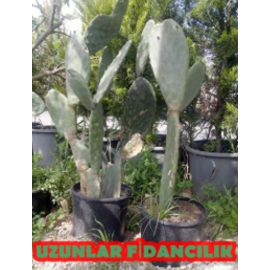 TAHTA İNCİRİ (HİNT İNCİRi) FİDANI SAKSILI ÇOK LOPLU