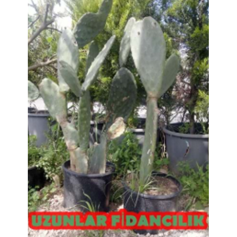 TAHTA İNCİRİ (HİNT İNCİRi) FİDANI SAKSILI ÇOK LOPLU