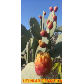 TAHTA İNCİRİ FRENK YEMİŞİ (HİNT İNCİRi) FİDANI TÜPLÜ