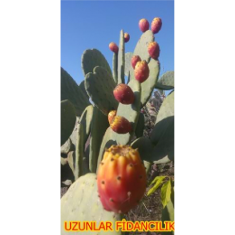 TAHTA İNCİRİ FRENK YEMİŞİ (HİNT İNCİRi) FİDANI TÜPLÜ