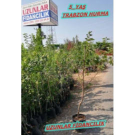 TRABZON HURMASI FİDANI SAKSILI 5 YAŞ