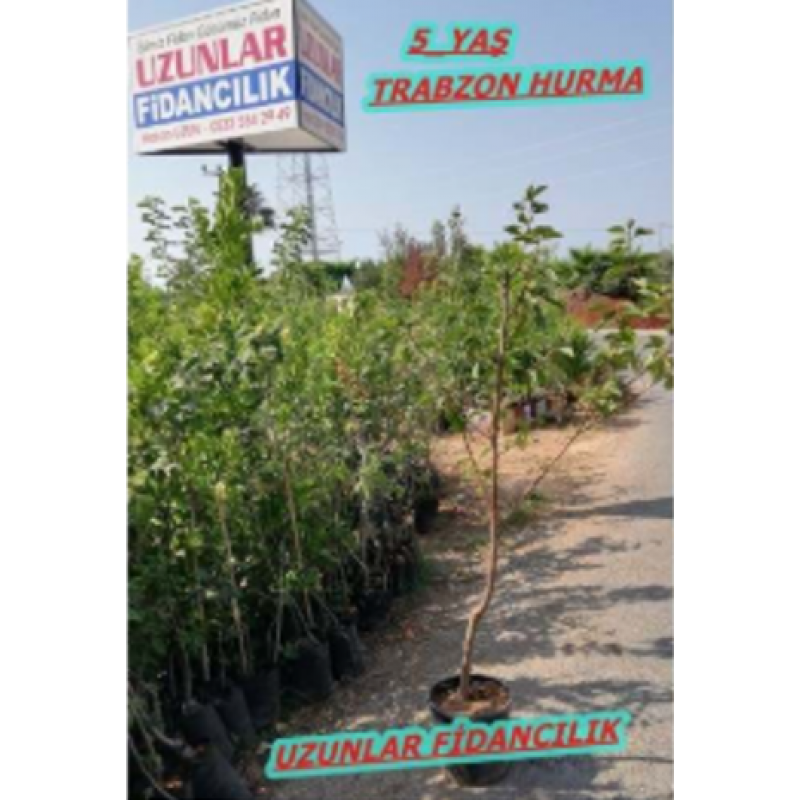 TRABZON HURMASI FİDANI SAKSILI 5 YAŞ