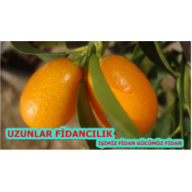 ÜCRETSİZ  KAMKAT (Kumkuat) FİDANI  MEYVELİ 3,5 YAŞ TÜPLÜ