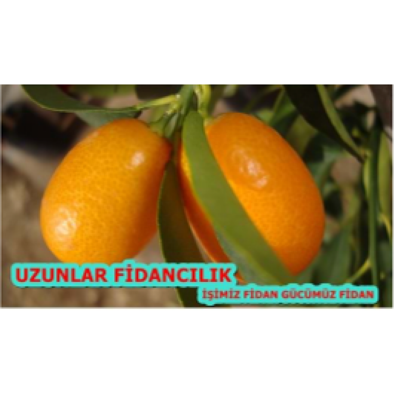ÜCRETSİZ  KAMKAT (Kumkuat) FİDANI  MEYVELİ 3,5 YAŞ TÜPLÜ