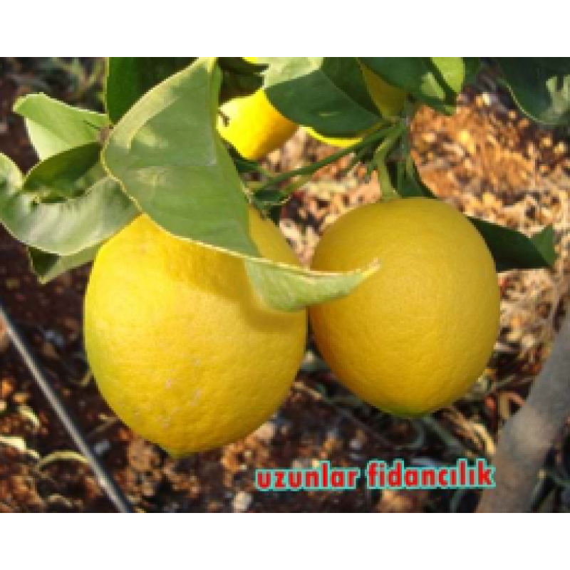 ÜCRETSİZ KARGO MEYVELİ  YEDİVEREN LİMON FİDANI 3 YAŞ AŞILI TÜPLÜ