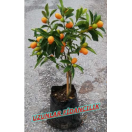 KAMKAT  (Kumkuat) FİDANI MEYVELİ  60-90 cm 2,5 YAŞ