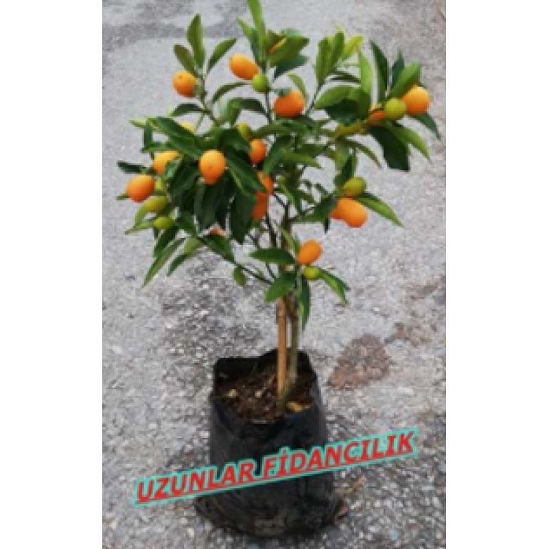 KAMKAT  (Kumkuat) FİDANI MEYVELİ  60-90 cm 2,5 YAŞ