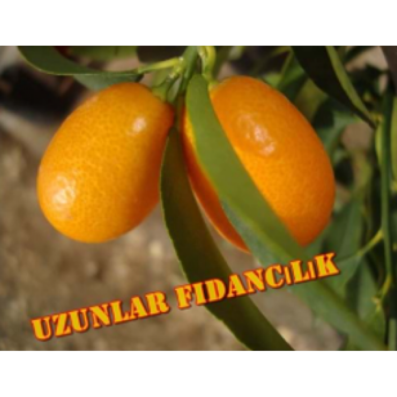 KAMKAT (Kumkuat) FİDANI MEYVELİ 3,5 YAŞ