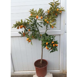 KAMKAT AĞACI MEYVELİ SAKSILI 5 YAŞ