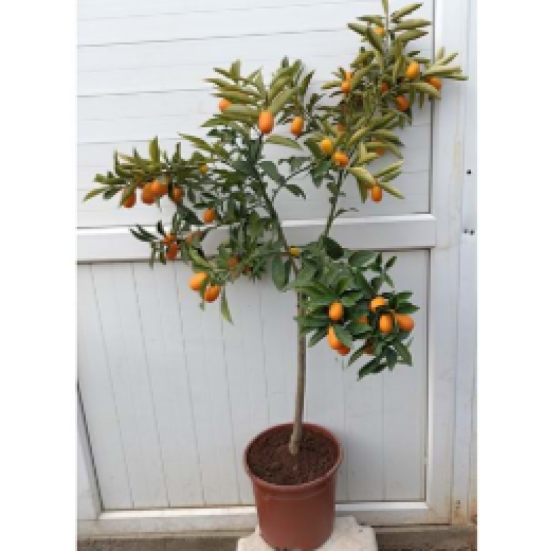 KAMKAT AĞACI MEYVELİ SAKSILI 5 YAŞ