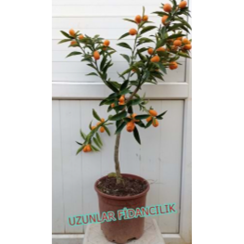 KAMKAT FİDANI MEYVELİ SAKSILI