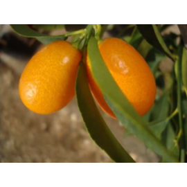 KAMKAT MEYVELİ (Kumkuat) Fidan 60-80 cm 2,5 yaş