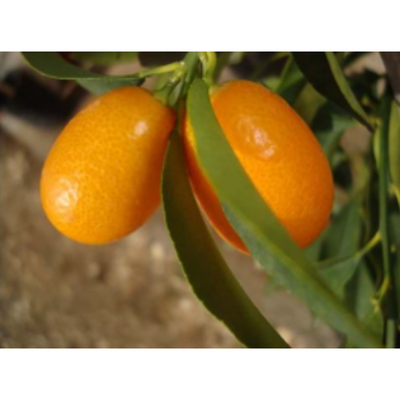 KAMKAT MEYVELİ (Kumkuat) Fidan 60-80 cm 2,5 yaş