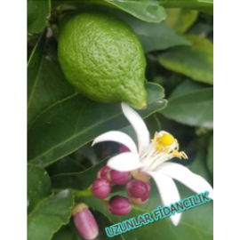 MAYER LİMON BODUR SAKSILIK 2 YAŞ 50-80 CM