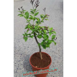 MAYER LİMON BODUR ÖZEL SAKSILI