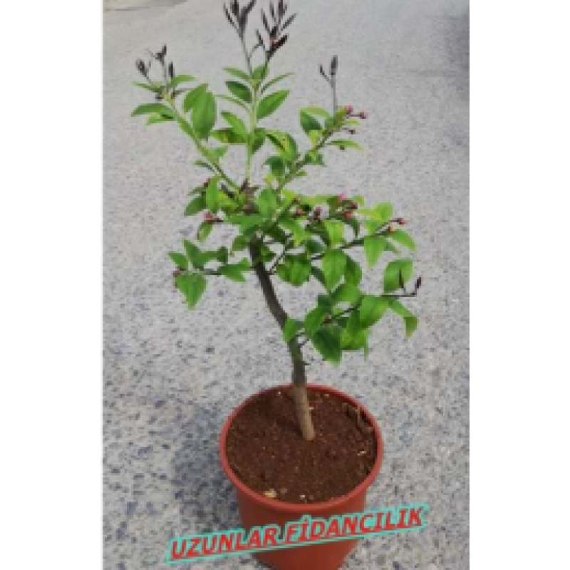 MAYER LİMON BODUR ÖZEL SAKSILI