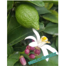 MAYER LİMON MEYVELİ  BODUR SAKSILI 5-6 YAŞ