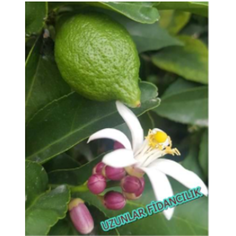 MAYER LİMON MEYVELİ  BODUR SAKSILI 5-6 YAŞ