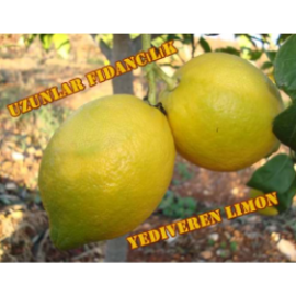 MEYVELİ  YEDİVEREN LİMON FİDANI 3 YAŞ AŞILI TÜPLÜ