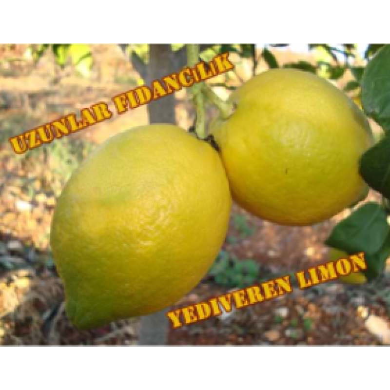 MEYVELİ  YEDİVEREN LİMON FİDANI 3 YAŞ AŞILI TÜPLÜ