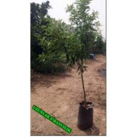 MEYVELİ KAMKAT (Kumkuat)  5 YAŞ TÜPLÜ