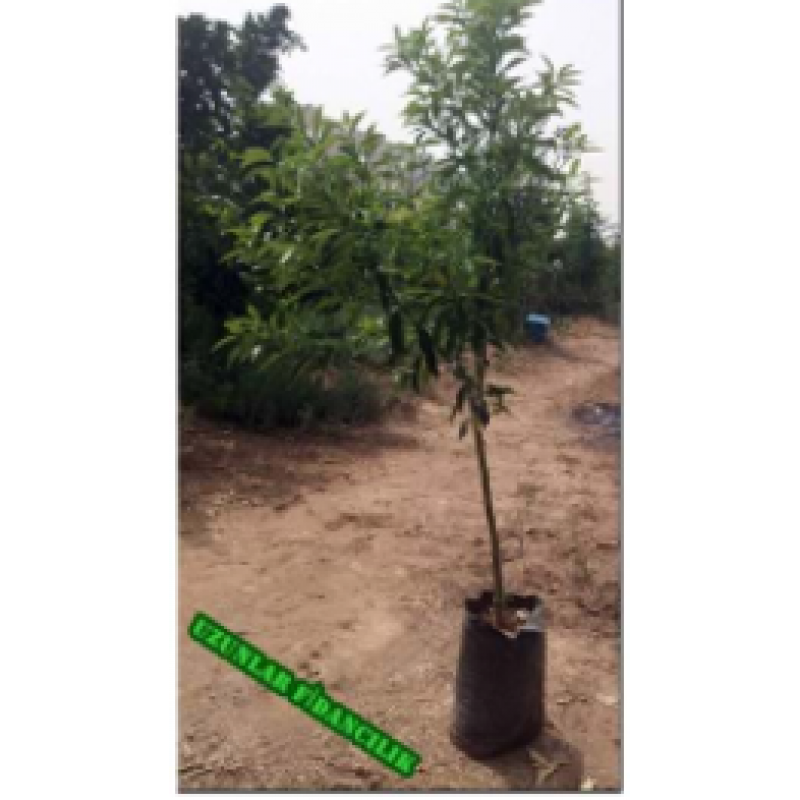 MEYVELİ KAMKAT (Kumkuat)  5 YAŞ TÜPLÜ