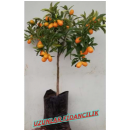 MEYVELİ KAMKAT (Kumkuat) FİDANI  3,5 YAŞ