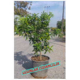 MEYVELİ KAMKAT AĞAÇ BÜYÜK SAKSIDA 9/10 yaş