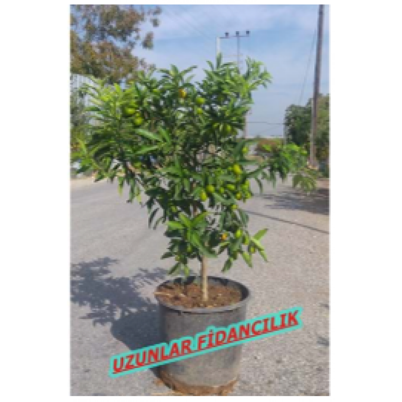 MEYVELİ KAMKAT AĞAÇ BÜYÜK SAKSIDA 9/10 yaş