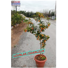 MEYVELİ KAMKAT ÖZEL SAKSILI 5 YAŞ