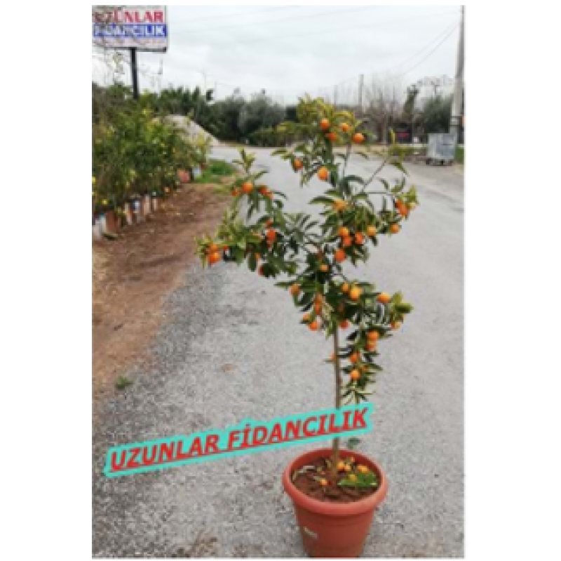 MEYVELİ KAMKAT ÖZEL SAKSILI 5 YAŞ