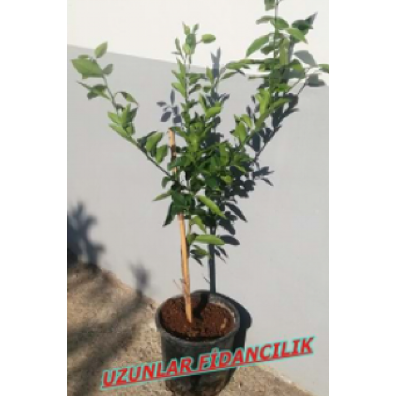 MEYVELİ MAYER LİMON BODUR SAKSILI 4 YAŞ 50-80 CM