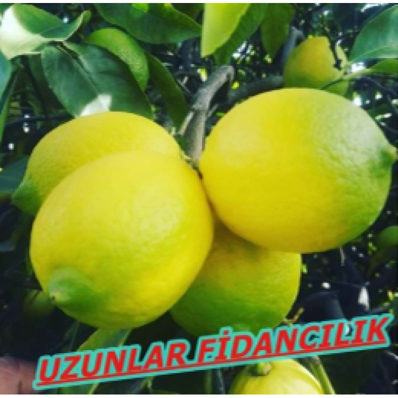 MEYVELİ MAYER LİMON BODUR SAKSILIK 3 YAŞ 50-80 CM