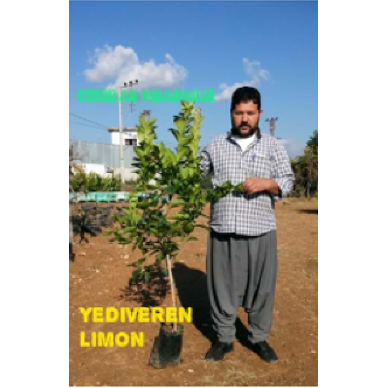 MEYVELİ YEDİVEREN LİMON TENEKELİ -Aşılı 4 YAŞ