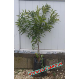 MEYVESİZ KAMKAT (Kumkuat) FidanI 3,5 yaş