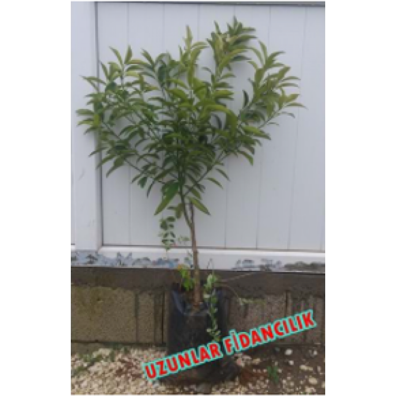 MEYVESİZ KAMKAT (Kumkuat) FidanI 3,5 yaş