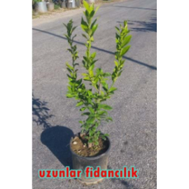 SAKSILI  MEYVELİ YEDİVEREN LİMON AĞACI 4 YAŞ