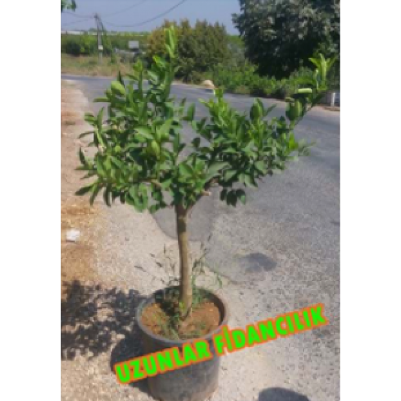 SAKSILI BODUR MAYER  LİMON AĞACI 10 YAŞ