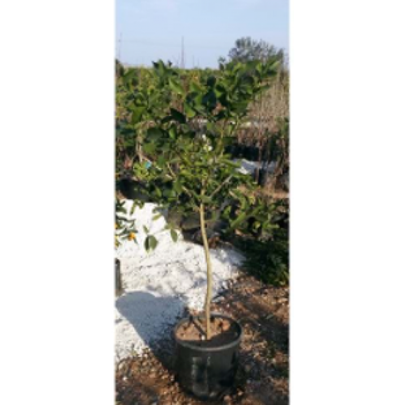 SAKSILI BODUR MAYER LİMON AĞACI 5,6  YAŞ