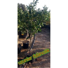 SAKSILI MANDALİNA Aşılı -5 YAŞ